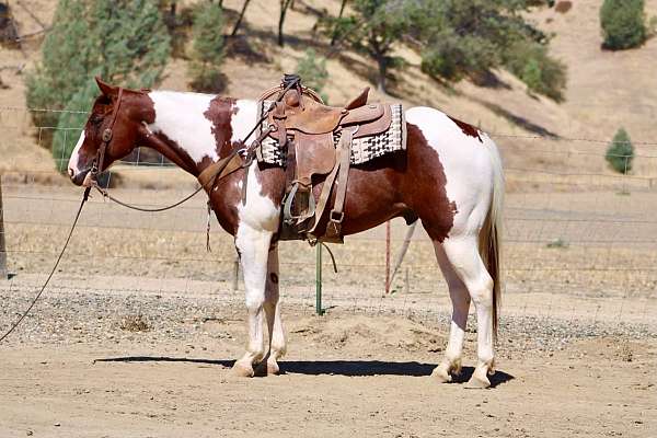 calf-roping-paint-horse
