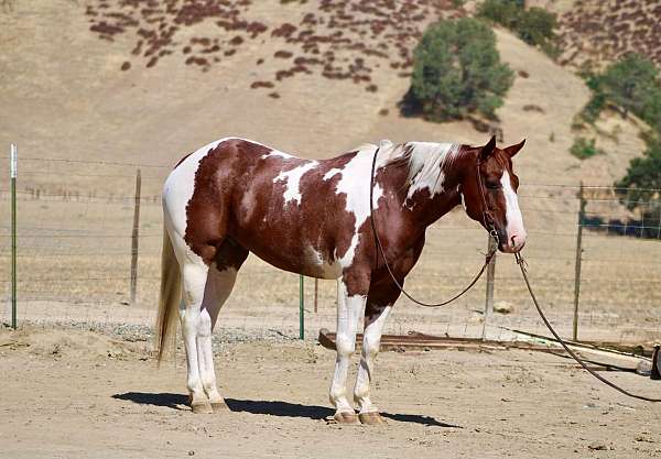 endurance-paint-horse