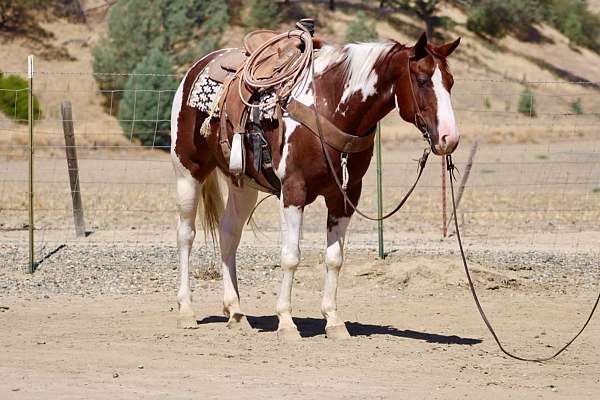 experienced-paint-horse