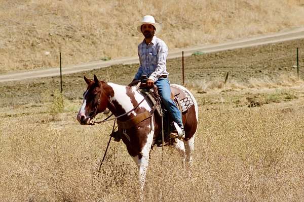 parade-paint-horse