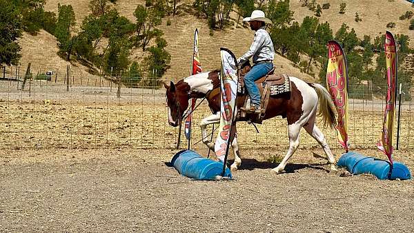 ranch-paint-horse
