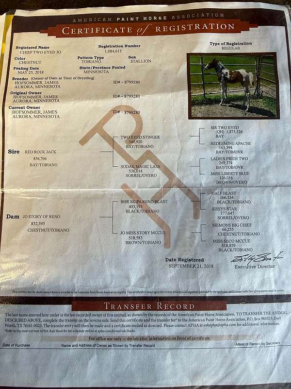 ranch-versatility-paint-horse
