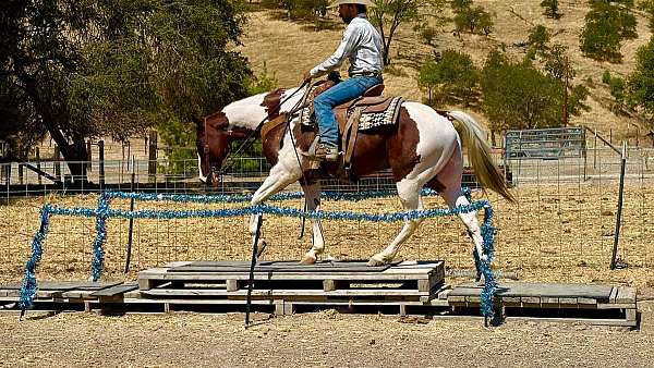 ranch-work-paint-horse