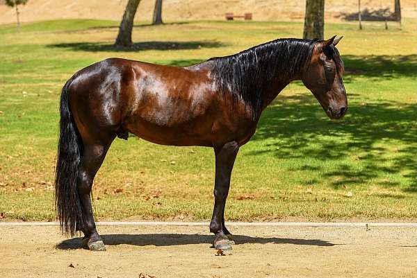 all-around-quarter-pony