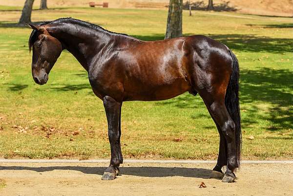 athletic-quarter-pony