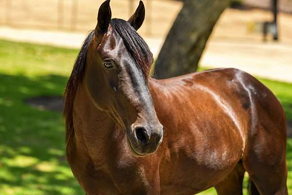beginner-quarter-pony