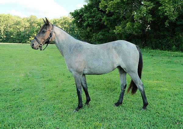 all-around-quarter-horse