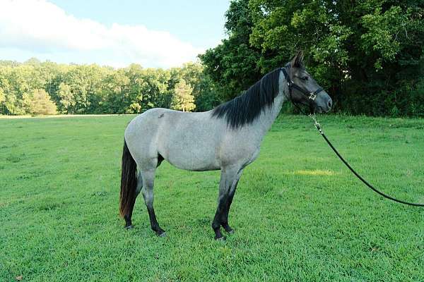athletic-quarter-horse
