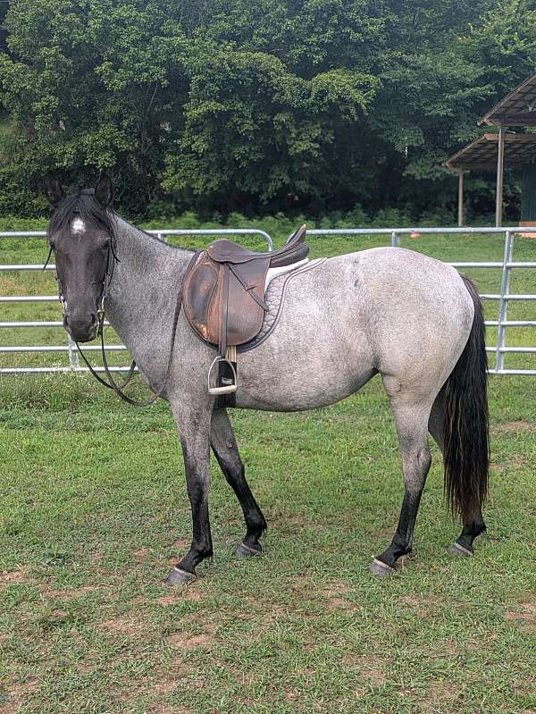 endurance-quarter-horse