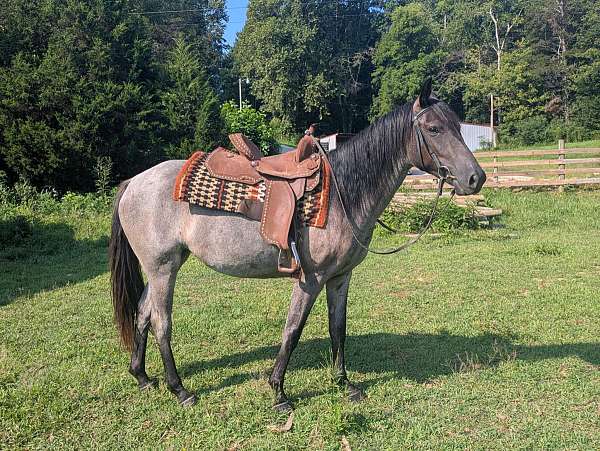 english-pleasure-quarter-horse