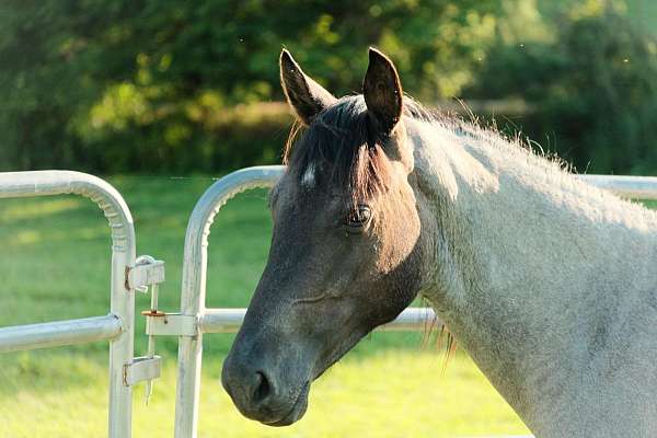 ranch-quarter-horse