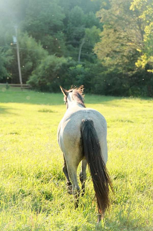 ridden-english-quarter-horse