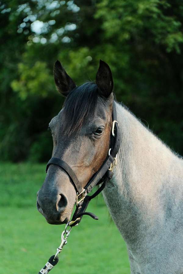 ridden-western-quarter-horse