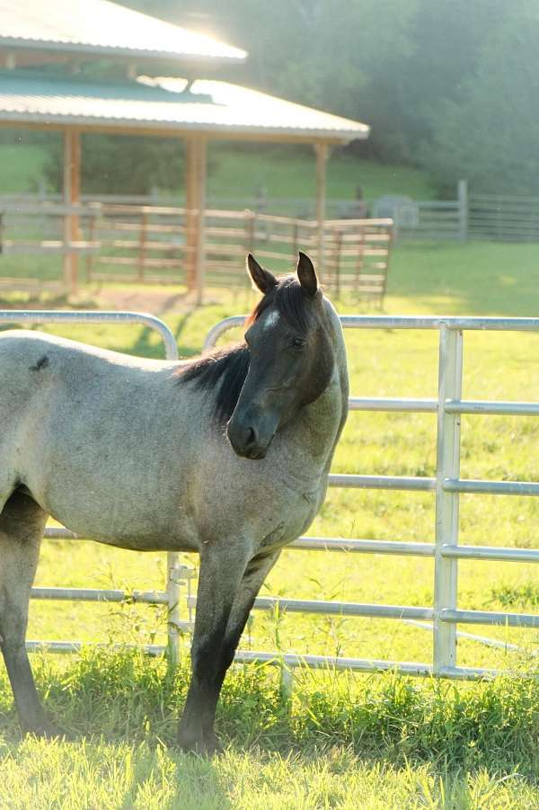 trail-quarter-horse