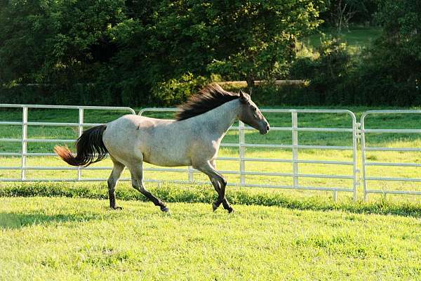 trail-riding-quarter-horse