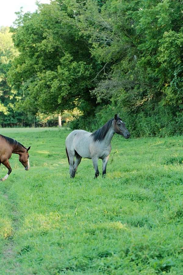 western-riding-quarter-horse