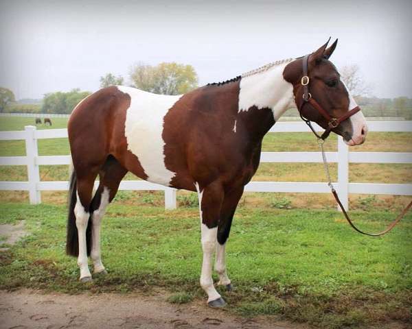 all-around-paint-horse