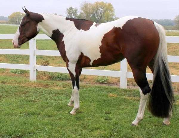 athletic-paint-horse