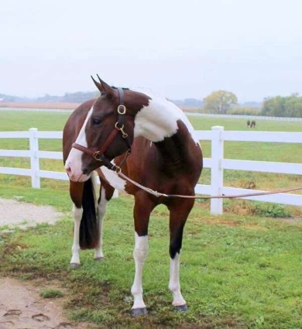 endurance-paint-horse