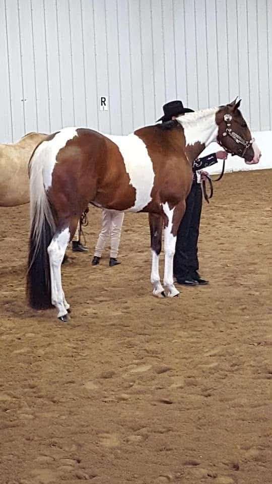 english-pleasure-paint-horse