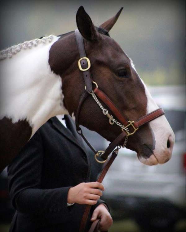 equitation-paint-horse