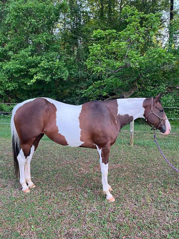 eventing-paint-horse