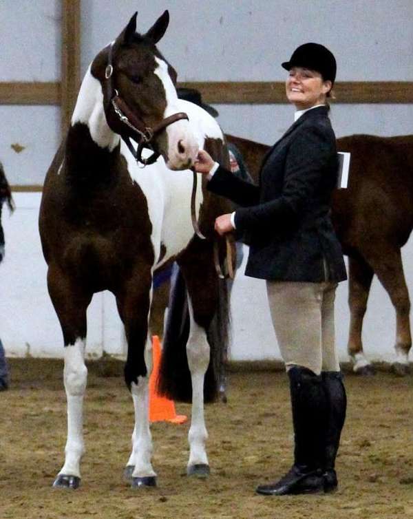 experienced-paint-horse
