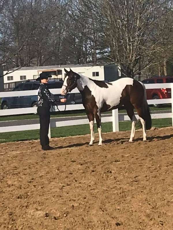 hunt-seat-equitation-paint-horse