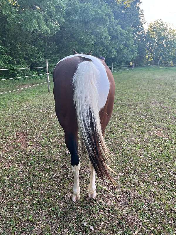 hunter-paint-horse