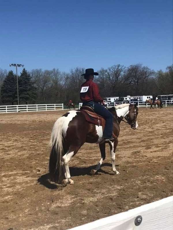 hunter-under-saddle-paint-horse