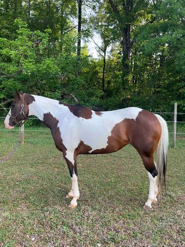 husband-safe-paint-horse