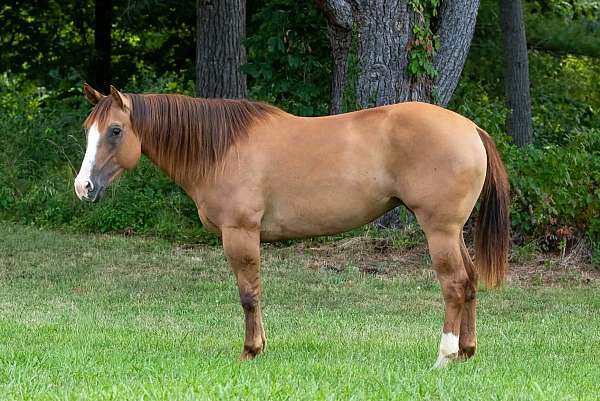 dun-yo-horse