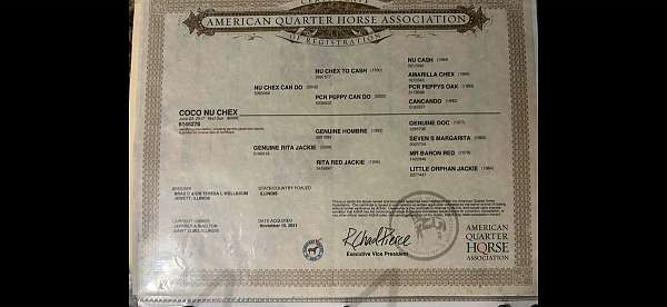 all-around-quarter-horse