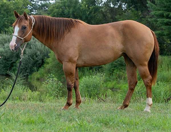 athletic-quarter-horse