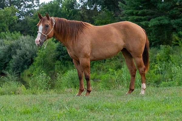 beginner-quarter-horse
