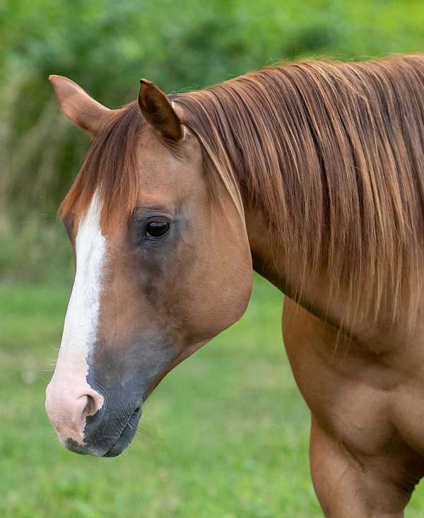 calf-roping-quarter-horse
