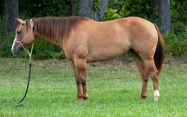 endurance-quarter-horse