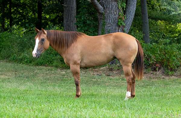 experienced-quarter-horse