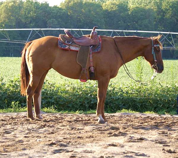 all-around-quarter-horse