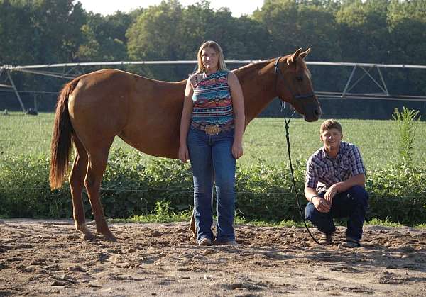 athletic-quarter-horse