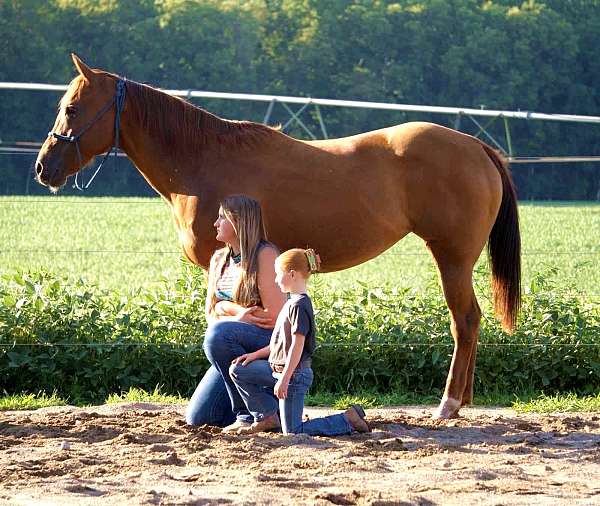 beginner-quarter-horse