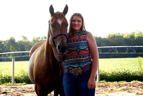experienced-quarter-horse