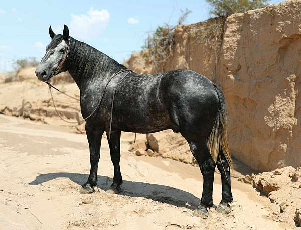 all-around-draft-horse