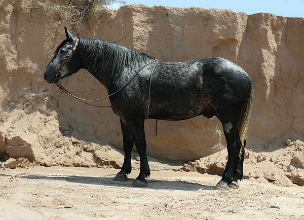 athletic-draft-horse