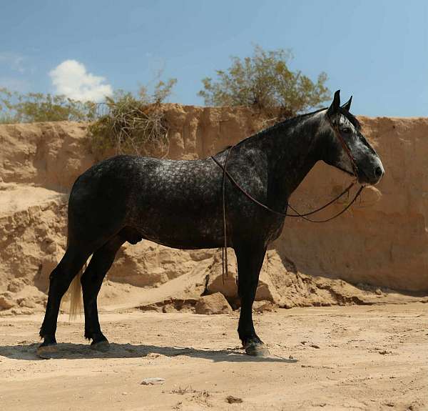 beginner-draft-horse