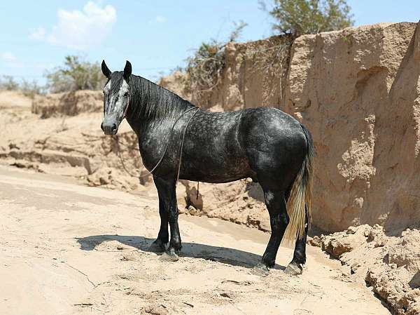 draft-horse
