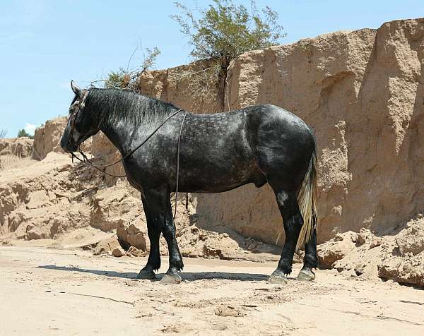 calf-roping-draft-horse