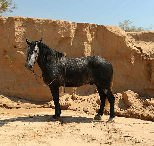 endurance-draft-horse