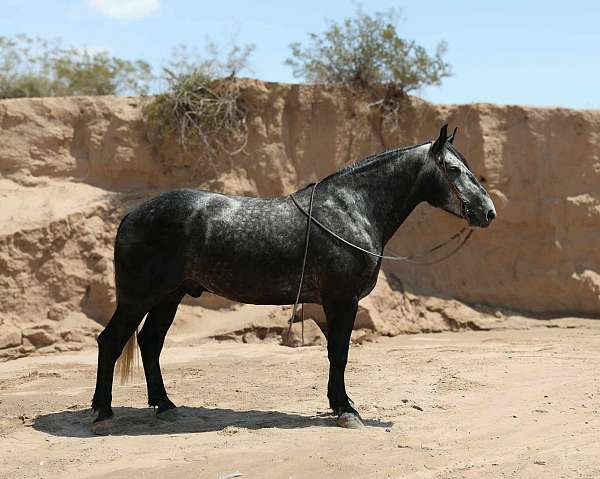 experienced-draft-horse