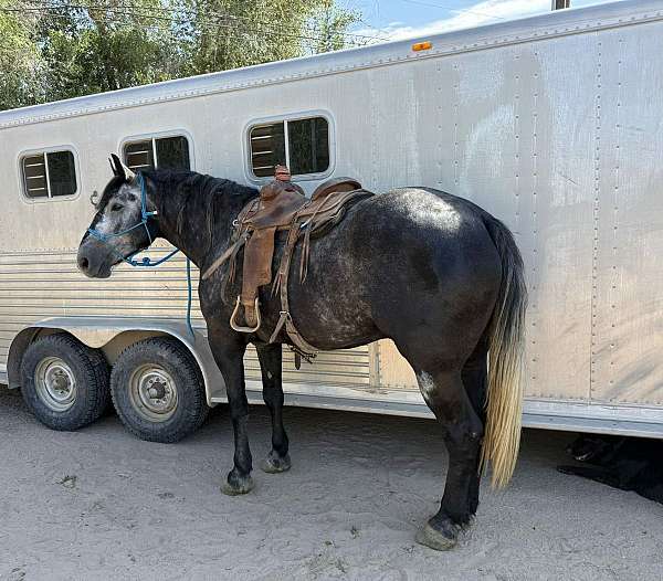 kid-safe-draft-horse